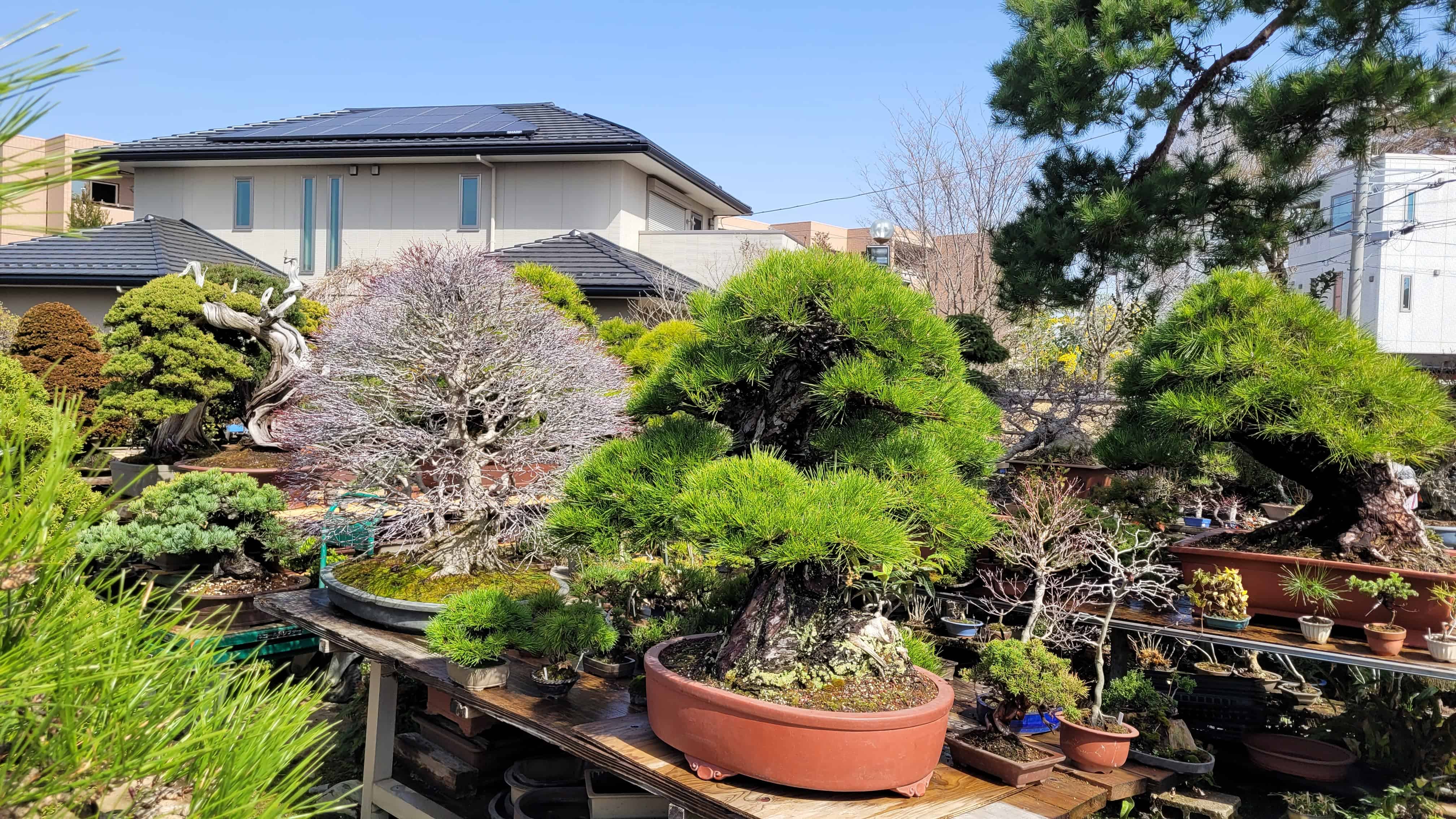 A group bonsai tree from omiya in Japan